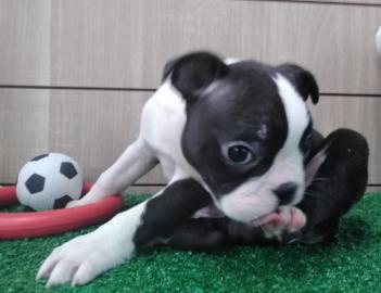 Boston Terrier Welpen FCI