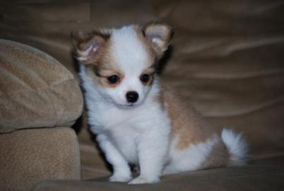 Tea Cup MiNI Chihuahua Welpen mit Papier