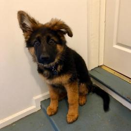 Dutch Shepherd X Deutscher Sch�ferhund