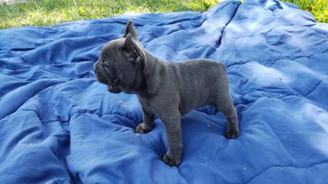 Franz�sische Bulldog Welpen