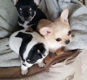 Superkleine Erh?ltlich Mini-Chihuahua-We