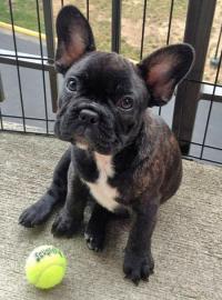 Sch�ne Franz�sisch Bulldogge Welpen