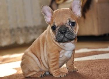 Sch�ne Franz�sisch Bulldogge Welpen