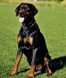 Dobermann - Welpen mit FCI Stammbaum