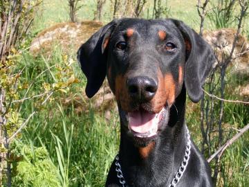 Dobermann - Welpen mit FCI Stammbaum