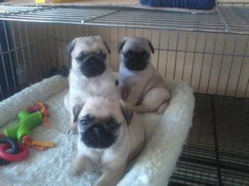 Mops Welpen