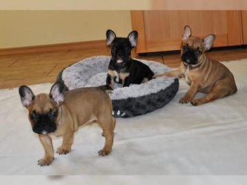 Franz�sisch Bulldogge-Welpen, ( 3 H�ndin