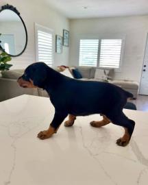Supers��e, wundersch�ne Dobermann-Welpen