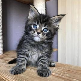 Baby kitten mit papieren