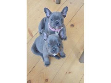 Franz�sische Bulldogge Welpen f�r Weihna