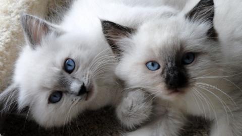 Gut ausgebildete RAGDOLL K�tzchen f�r Ei