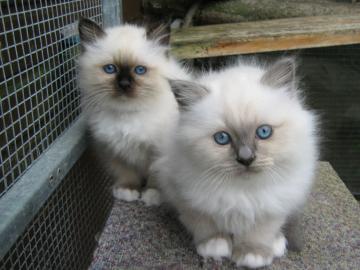 Gut ausgebildete RAGDOLL K�tzchen f�r Ei