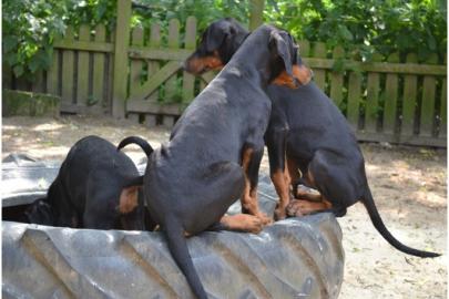 Reinrassige Dobermann Welpen