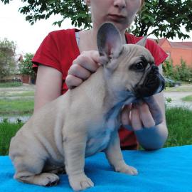 Super  Fran�sische Bulldoggen 4 Jungs un