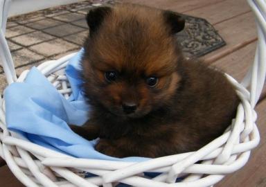 Sch�ne Zwergspitz/Pomeranian