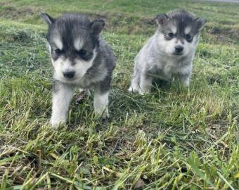 Husky welpen mit FCI Stammbaum WhatsApp: