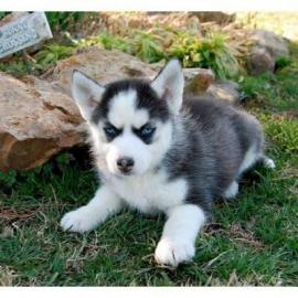 Qualit?t Siberian Husky Welpen