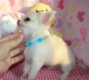 gut aussehende Chihuahua Welpen