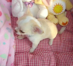 gut aussehende Chihuahua Welpen