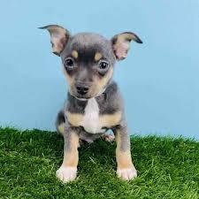 Chihuahua-Welpen