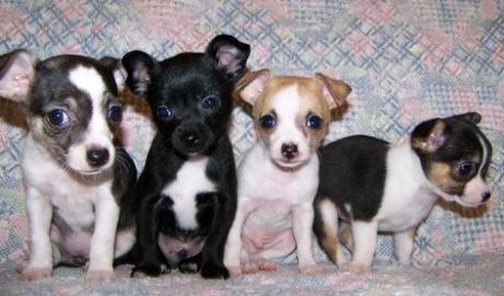 Mini Chihuahua Welpen
