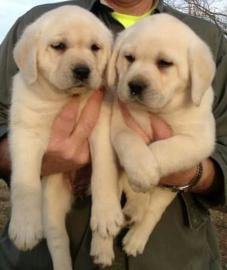 M?nnliche und weibliche Labrador Retriev