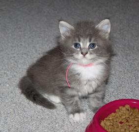 Super s��e Maine Coon K�tzchen