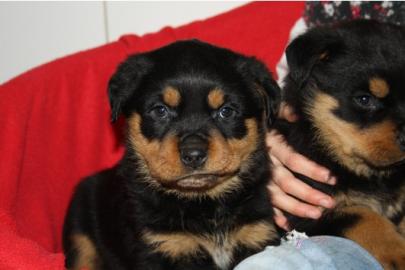 Rottweiler, Rottweilerwelpe, ROTTWEILER-