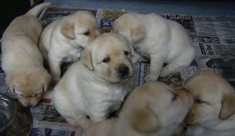 Wunderbare Labrador Retriever Welpen zu