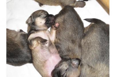 Chihuahuawelpen mit Papiere