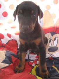 Wundersch?ne Dobermann Welpen