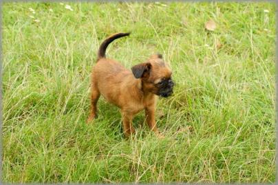 Brussels Griffon, Petit Braban�on Welpen