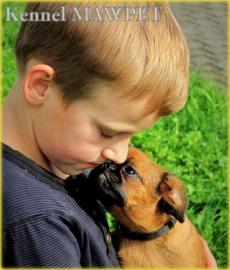 Brussels Griffon, Petit Braban�on Welpen