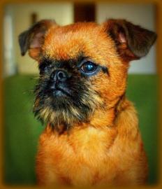 Brussels Griffon, Petit Braban�on Welpen