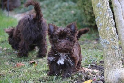 Yorkshire Terrier mit Papiere in schoko