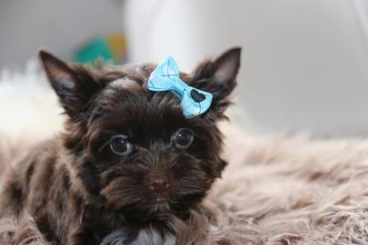 Yorkshire Terrier mit Papiere in schoko