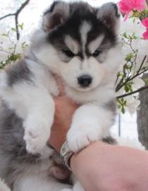 Gesund-super nette pomsky Welpen bereit,