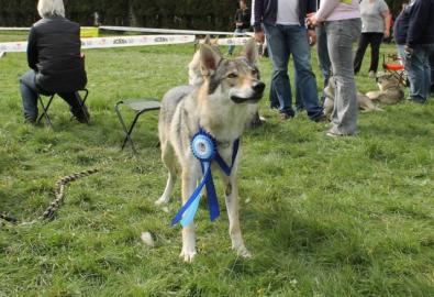 Tschechoslowakischer Wolfhund Welpen
