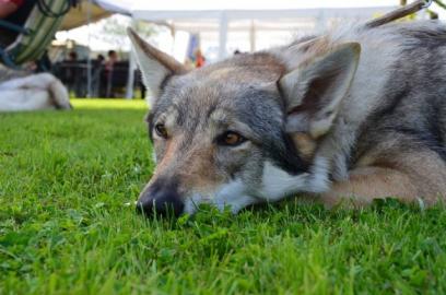 Tschechoslowakischer Wolfhund Welpen