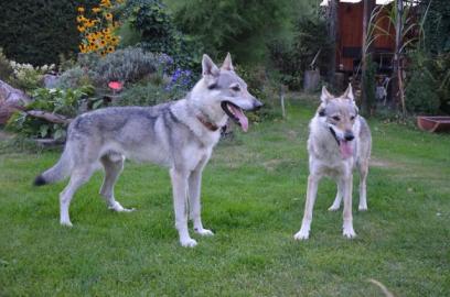 Tschechoslowakischer Wolfhund Welpen