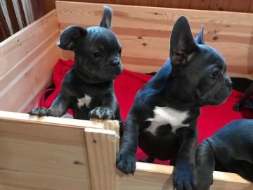 Wundersch�ne Franz�sische Bulldogge Welp