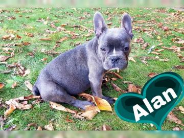 Wundersch�ne Franz�sische Bulldogge Welp