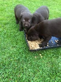 Abgabebereit! Labrador Welpen mit Papier