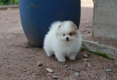 Purebred Pomeranian / Pommerschen Welpen