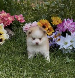 S��e Pomsky-Welpen zu verkaufen! WhatsAp