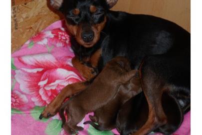 Zwergpinscher Welpen wurden am 15. 12. 201