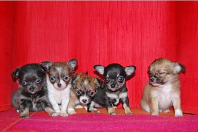 Super s��e mini chihuahua welpen mit pa