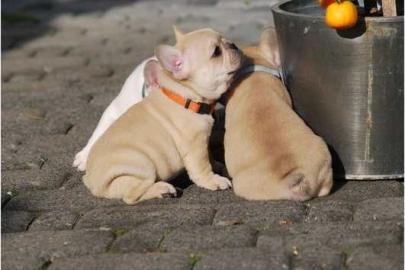 Franz�sische Bulldoggen Welpen in Choco
