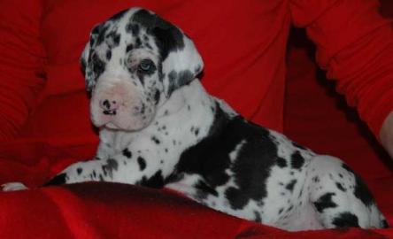 Deutsche Dogge Welpen Fur 165Euros