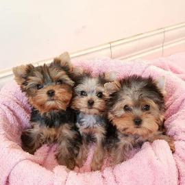 MINI Sch�n Yorkshire Terrier Steel Blue